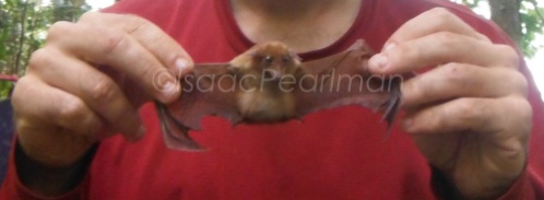 The dagger-toothed flower bat is one of the smallest bats in Sibuyan. This is a pregnant female!