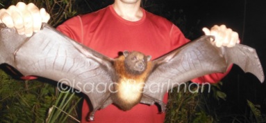 From small to big - the endangered giant golden-crowned flying fox (Acerodon jubatus). This species can reach over 5 feet in wingspan, but like many giant bats are not aggressive and only eat fruit.