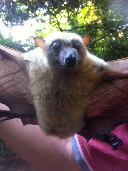 The little golden-mantled flying fox (Pteropus pumilus) primarily eats fruit, like many of the bat species in Sibuyan.
