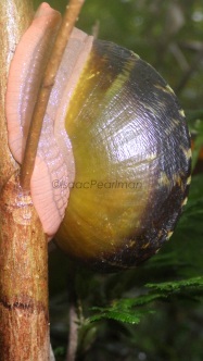 This large forest snail is palm-sized, and is eaten by the local indigenous people.